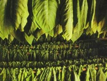 Culture du tabac
